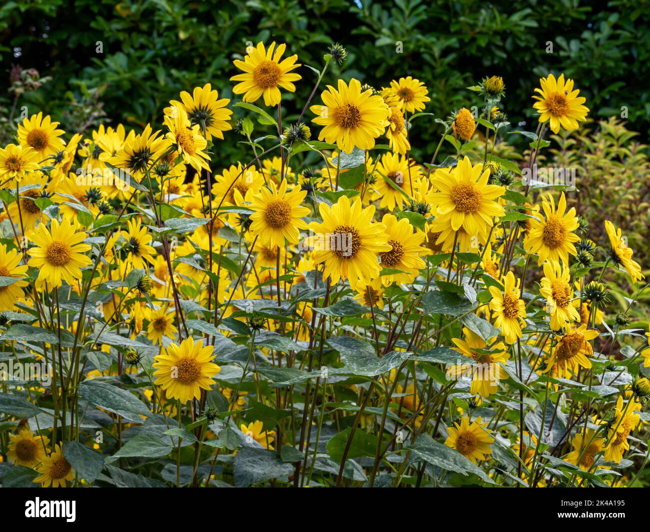 Fleurs de soleil denses dans un lit de jardin Banque D'Images