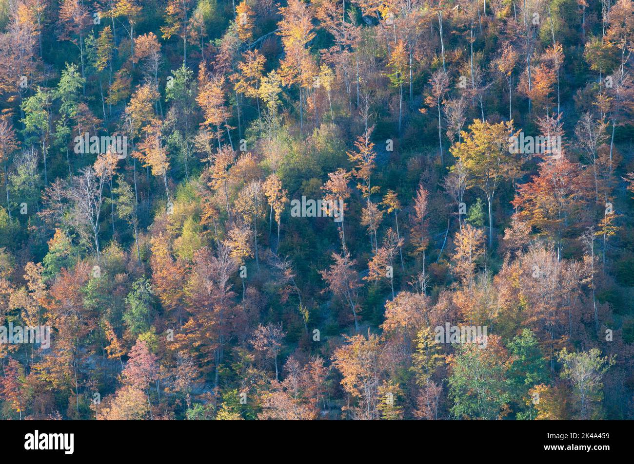 Paesaggio autunnale sul monte Polveracchio,Campania,Italia Banque D'Images