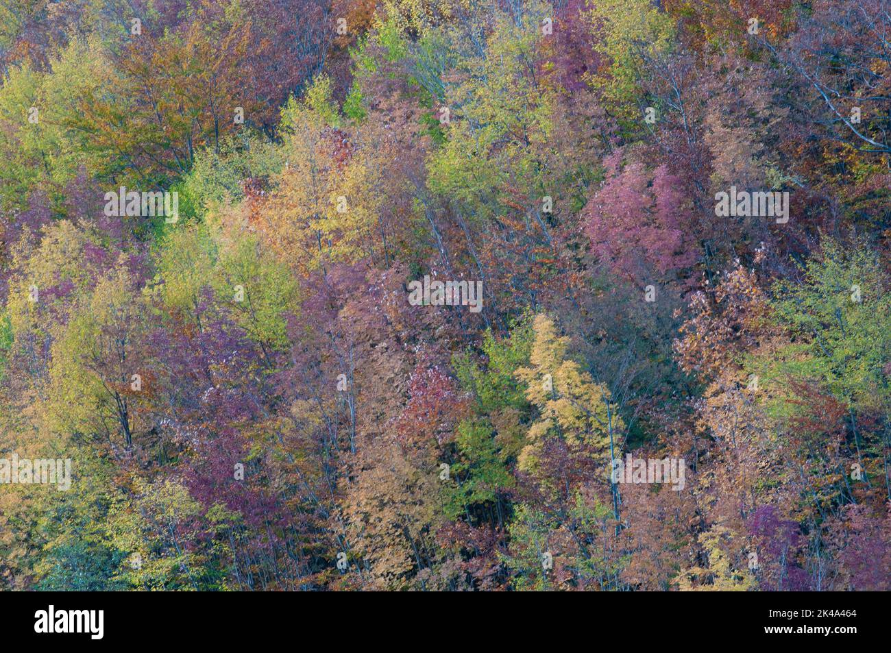 Paesaggio autunnale sul monte Polveracchio,Campania,Italia Banque D'Images