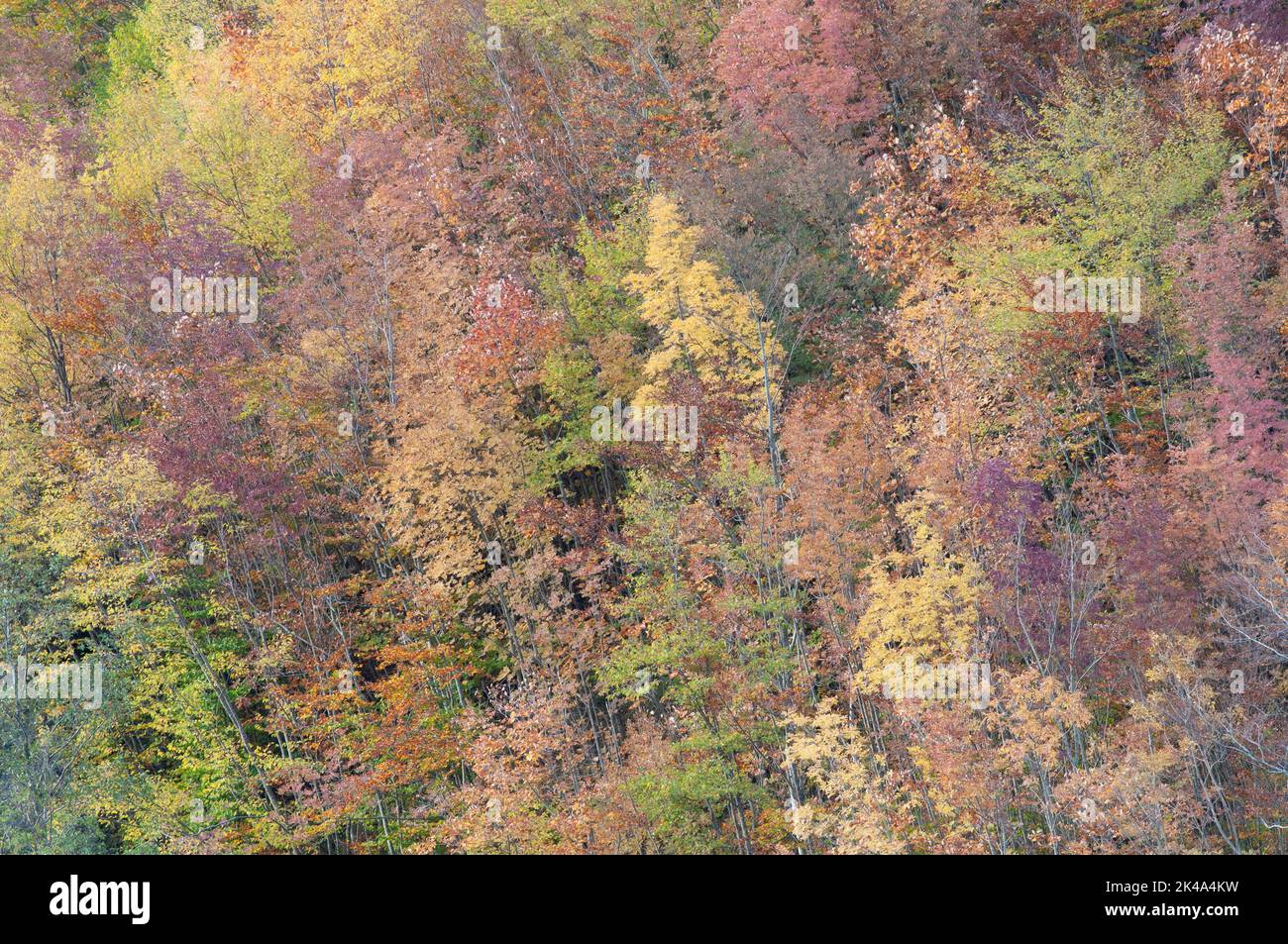 Paesaggio autunnale sul monte Polveracchio,Campania,Italia Banque D'Images