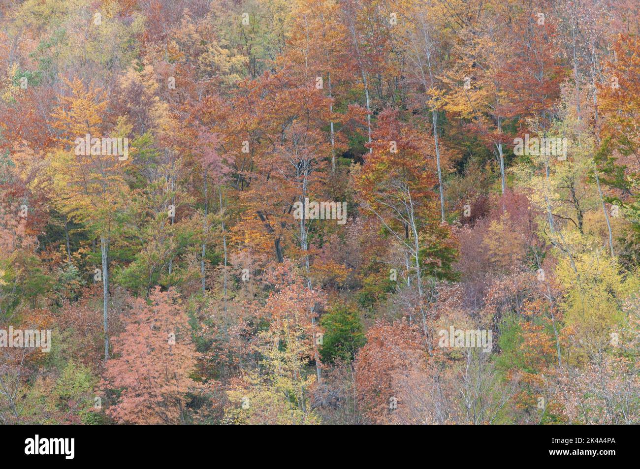 Paesaggio autunnale sul monte Polveracchio,Campania,Italia Banque D'Images