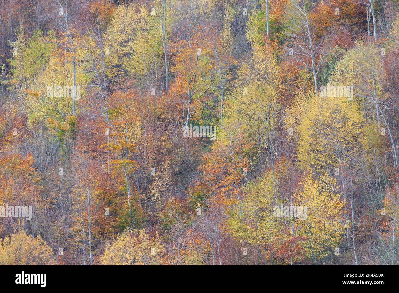 Paesaggio autunnale sul monte Polveracchio,Campania,Italia Banque D'Images