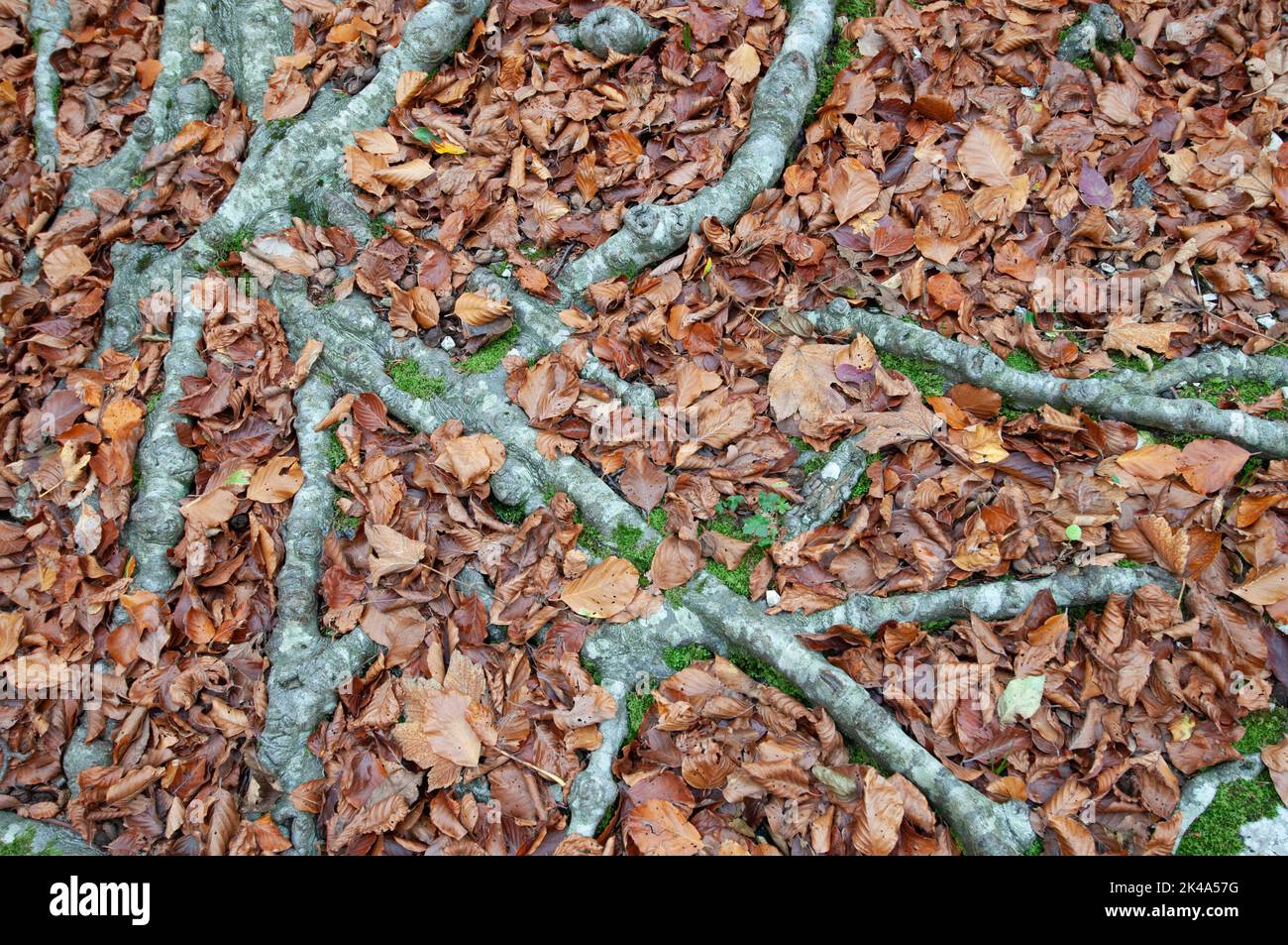 Ralici di faggio coperto di foglie autunnali Banque D'Images