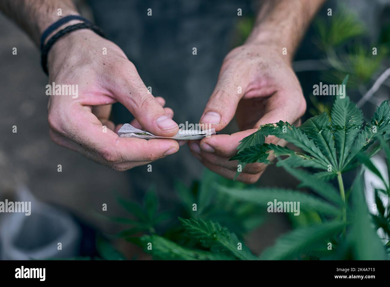 Les mains d'un homme roulant joint de marijuana près de la plante de cannabis Banque D'Images