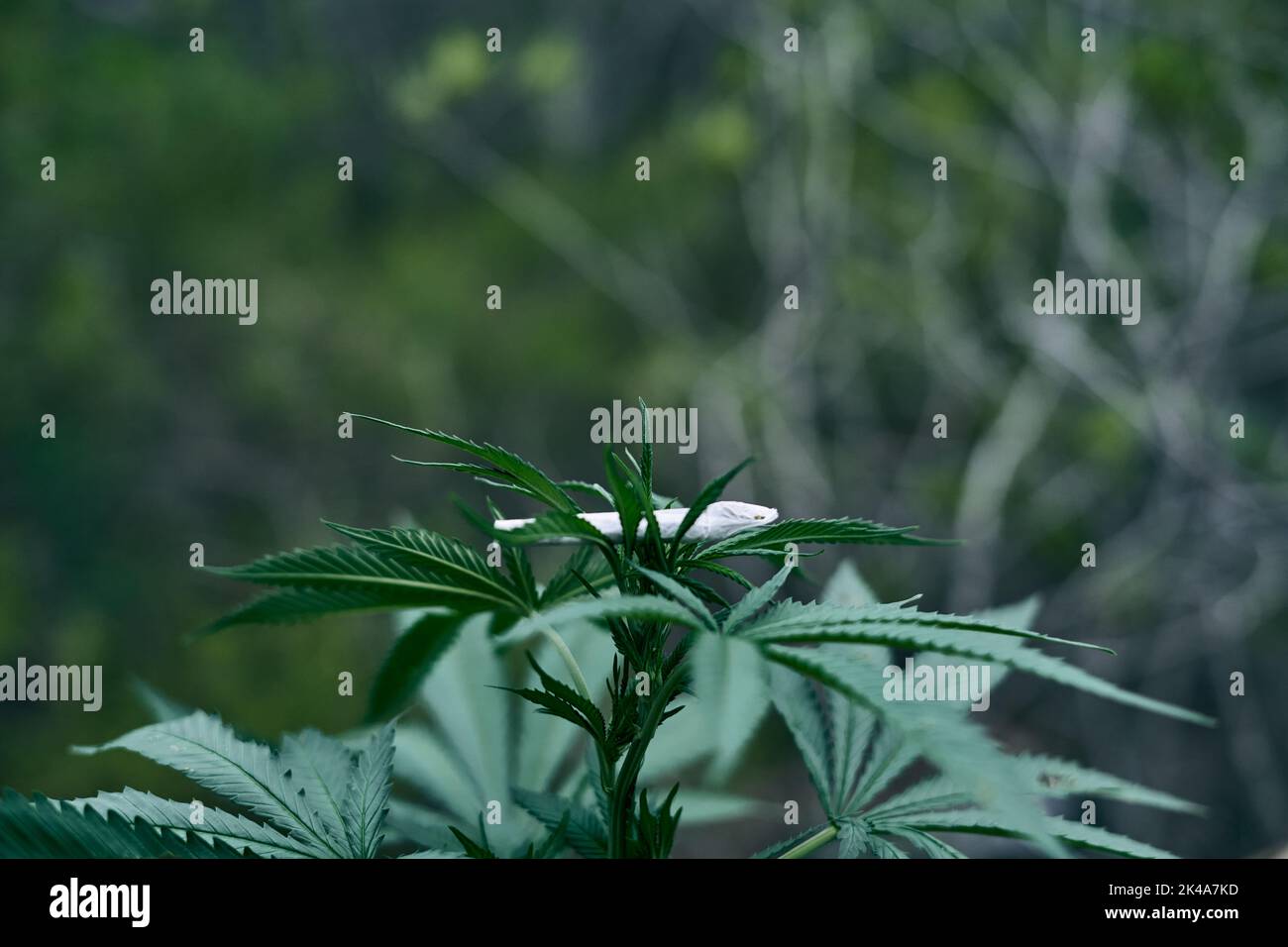 Joint roulé de marijuana sur la plante de cannabis Banque D'Images