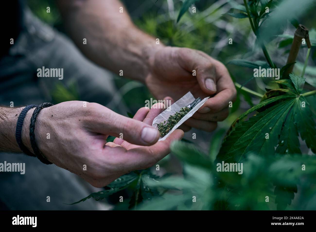 Les mains d'un homme roulant joint de marijuana près de la plante de cannabis Banque D'Images