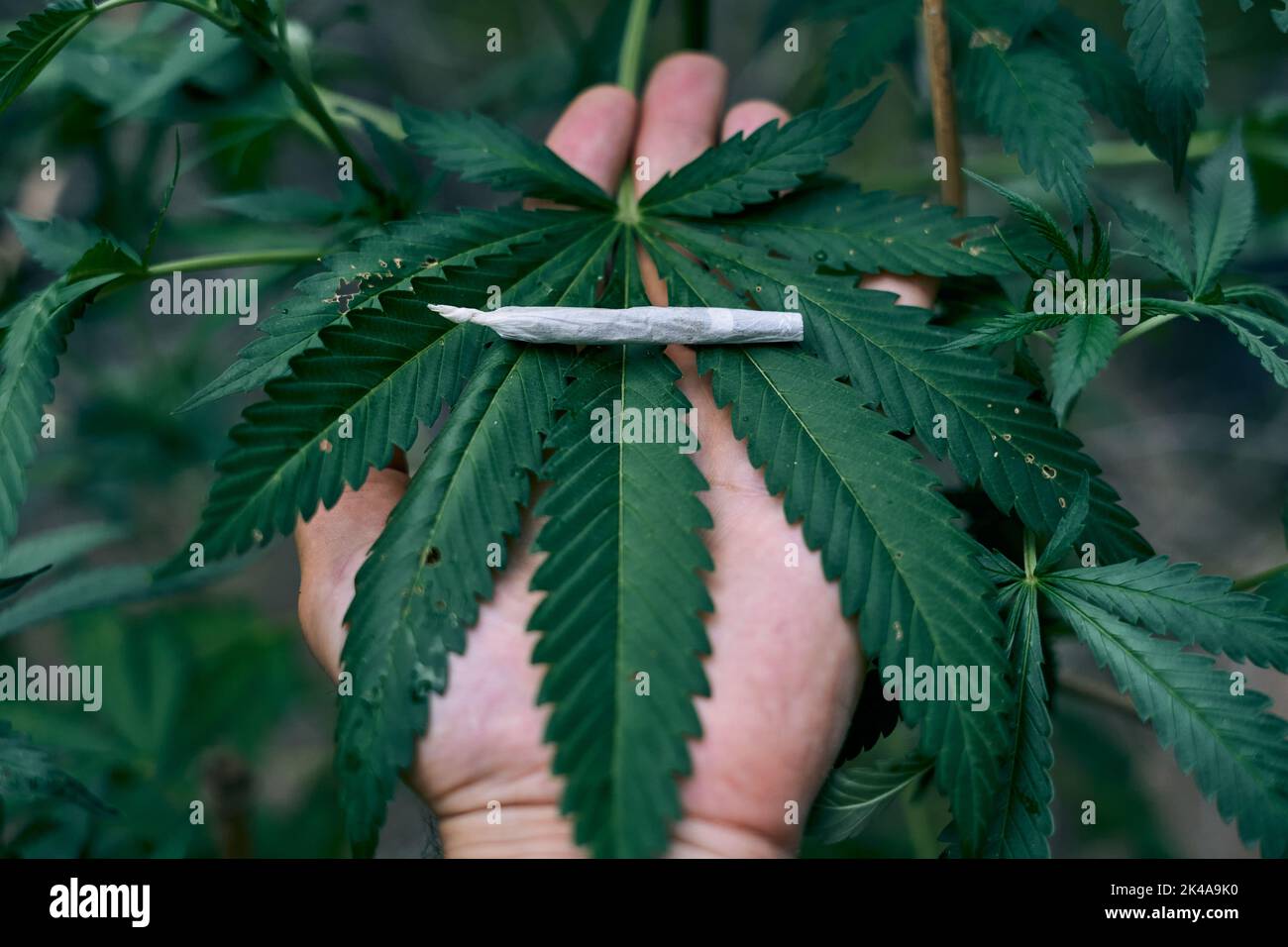 Roulé marijuana joint sur une grande plante de cannabis détenu par une personne Banque D'Images