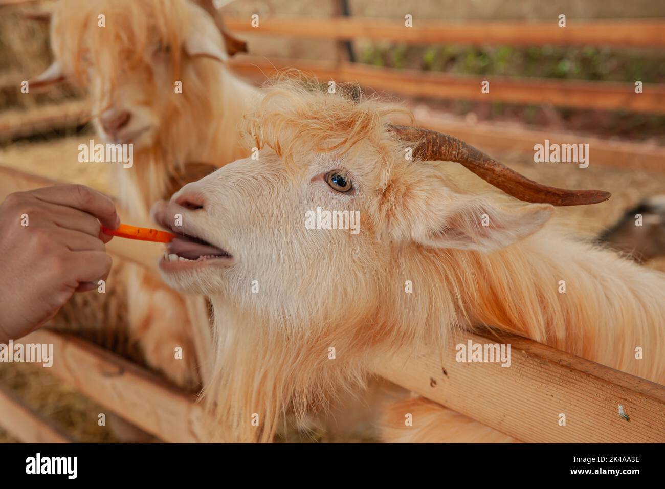 Chèvre dans la ferme manger la carotte derrière la clôture Banque D'Images