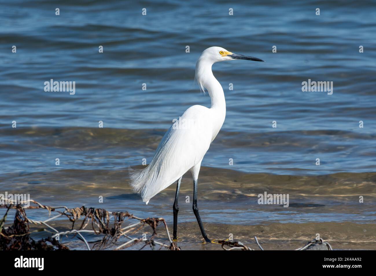 Egret enneigé (Egretta Thula) stationnaire sur un terrain de boue à Tiana Beach, long Island, New York Banque D'Images