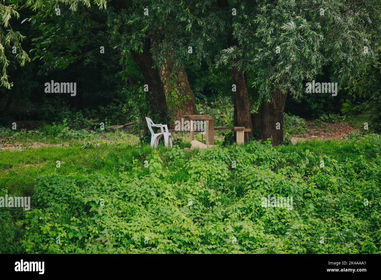 Une chaise en plastique par une table en bois sous un arbre dans une forêt Banque D'Images