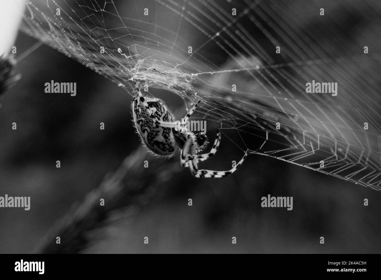 Un gros plan d'une araignée en chêne sur son web dans le jardin Banque D'Images