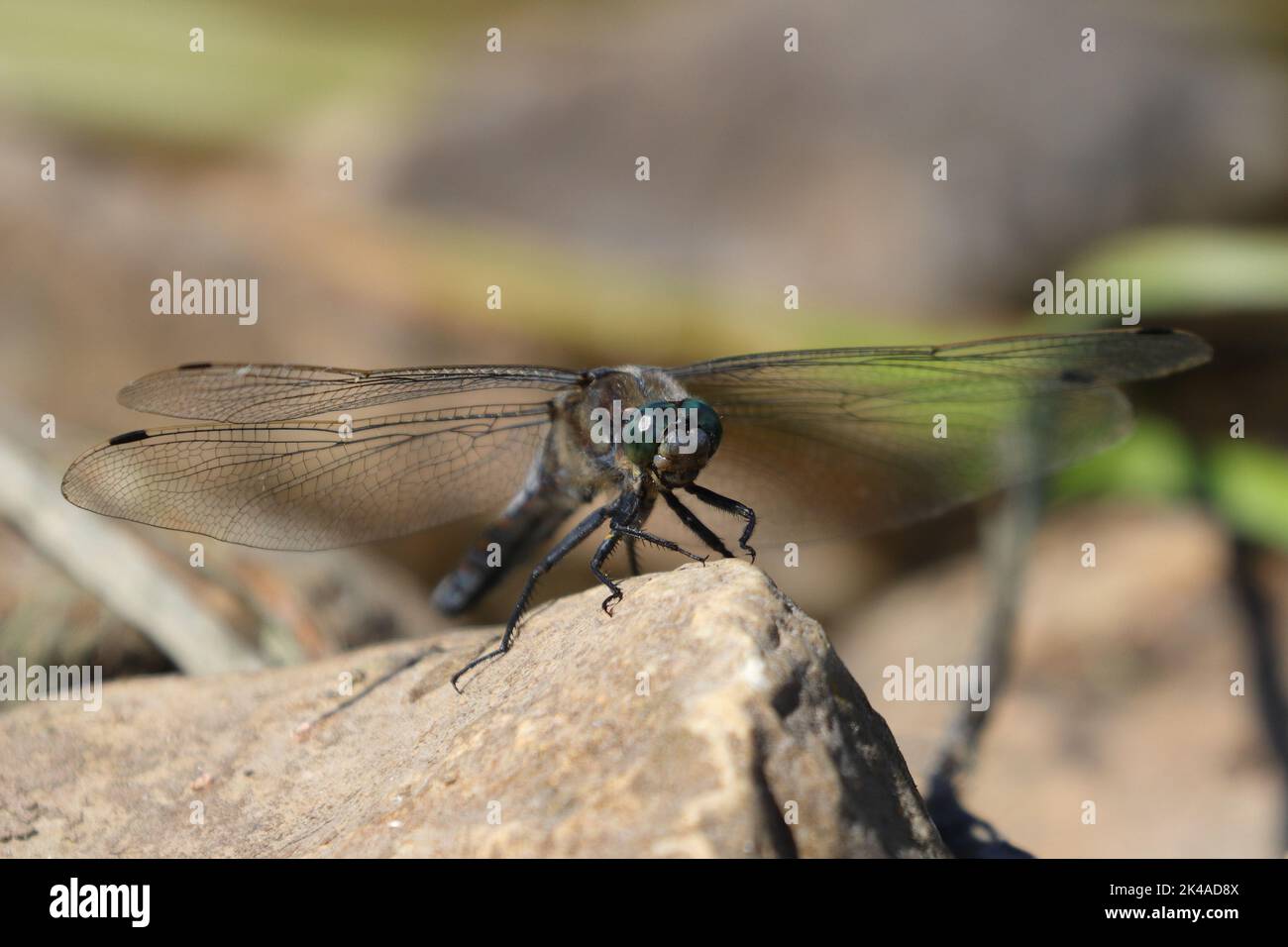 Un gros plan d'une libellule effrayante avec des yeux et des ailes énormes debout sur un rocher avec un arrière-plan flou Banque D'Images