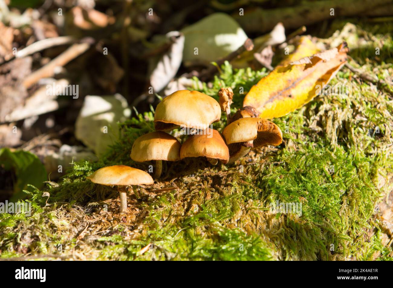 Champignons tuft de soufre poussant sur un arbre avec de la mousse dans la forêt d'automne Banque D'Images