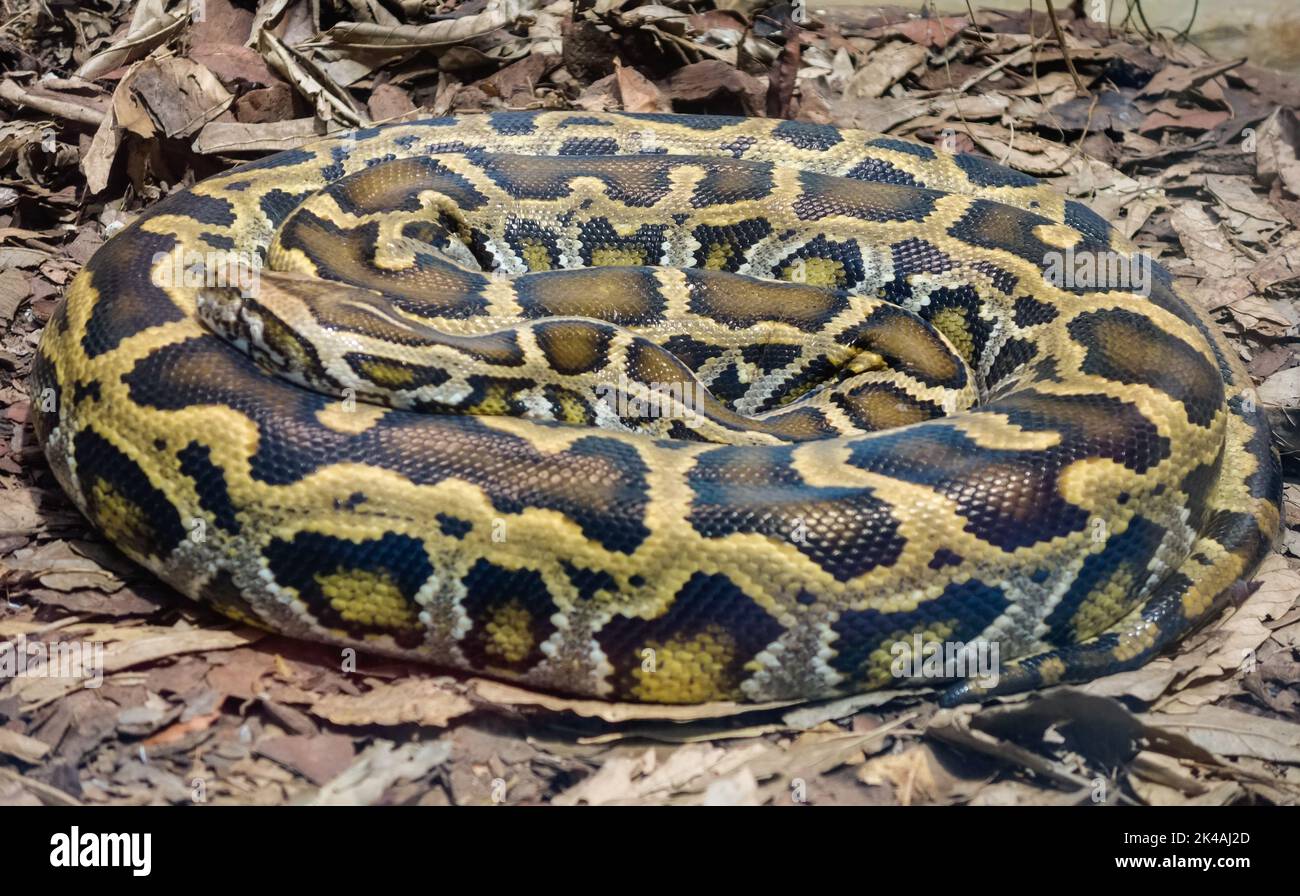 Gros plan sur un serpent Python birman, Python bivittatus, enroulé et statique sur le sol. Banque D'Images
