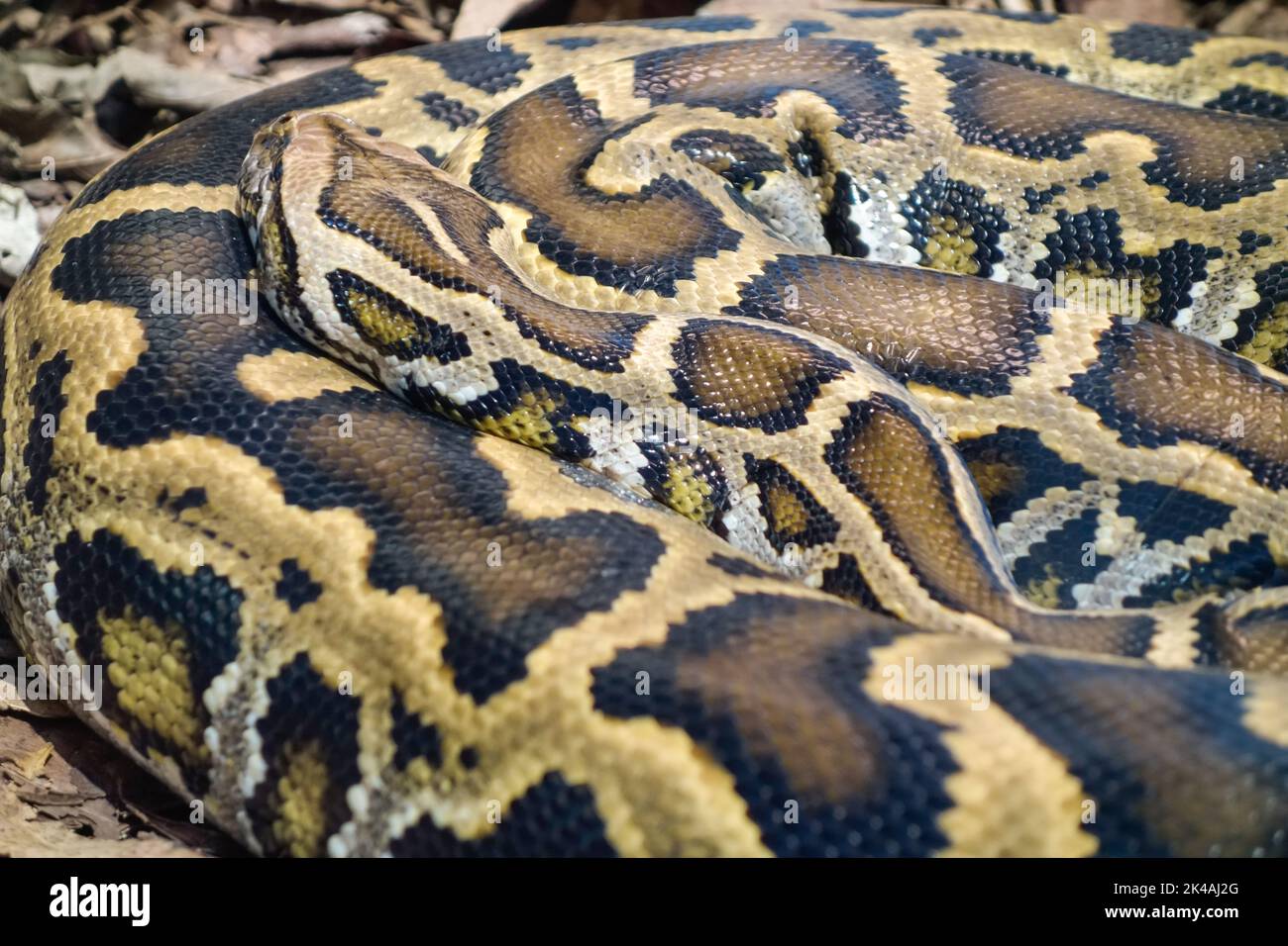 Gros plan sur un serpent Python birman, Python bivittatus, enroulé et statique sur le sol. Banque D'Images