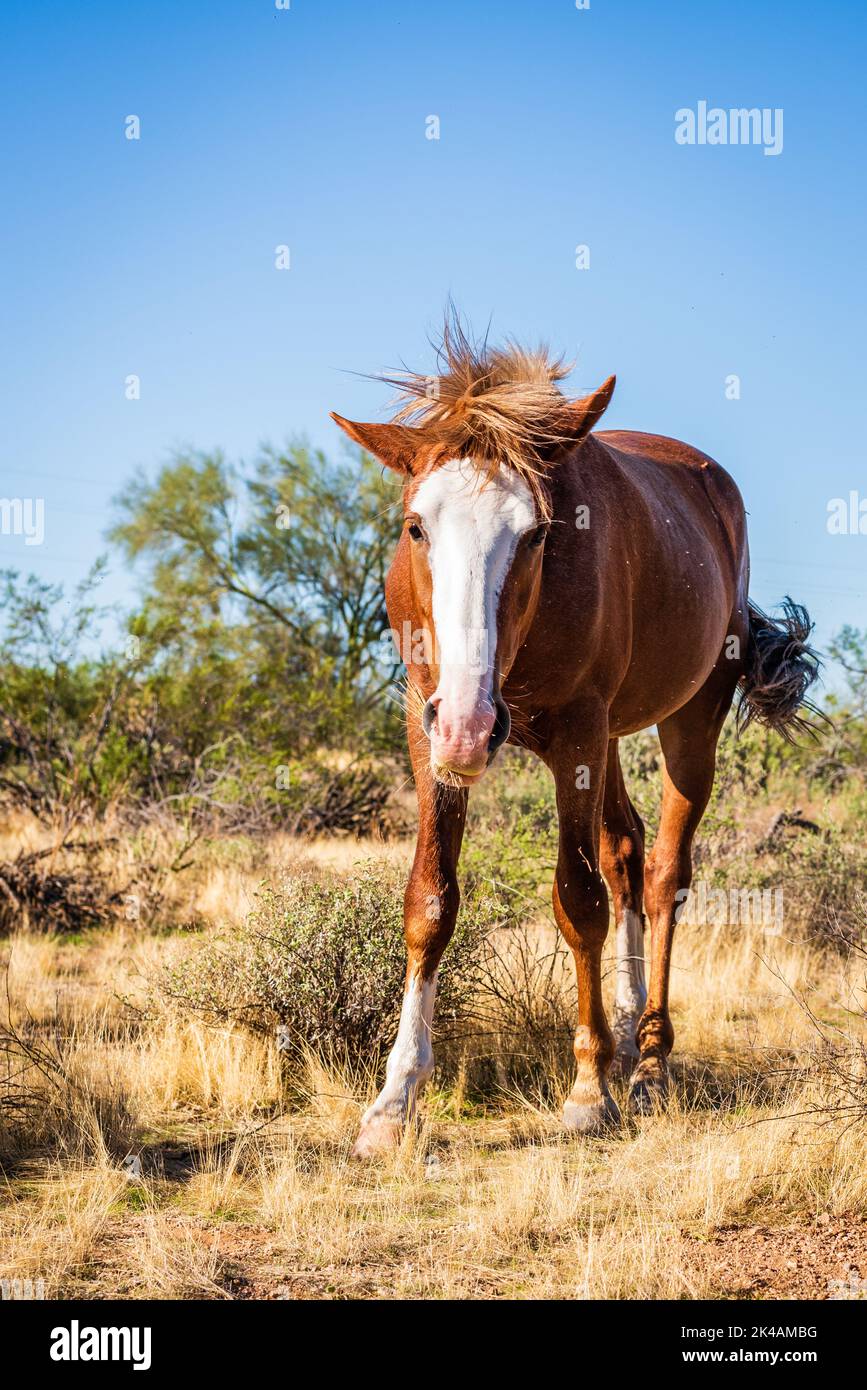 Un cheval mustang sauvage brun secouant la manie à l'aire de loisirs de Lower Salt River, Mesa, Arizona. Banque D'Images