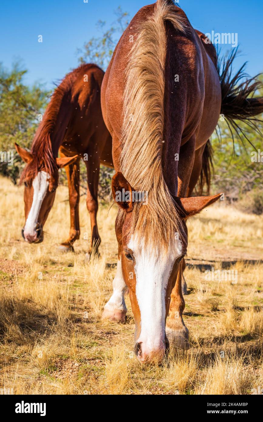 Deux chevaux mustang sauvages bruns paissent de l'herbe dans l'aire de loisirs de Lower Salt River, Mesa, Arizona. Banque D'Images