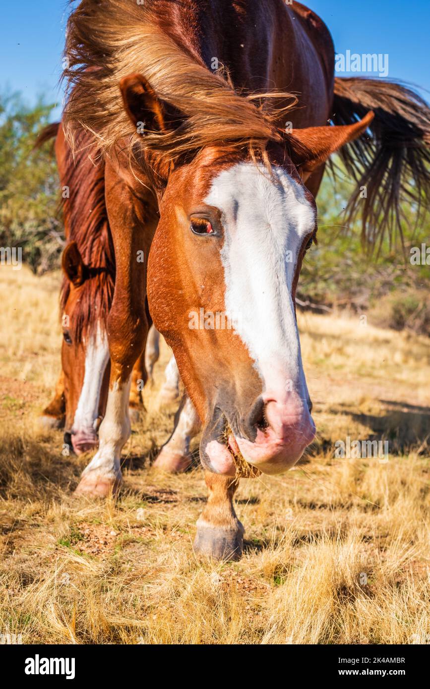 Brown Wild Mustang Horse tête de secousse à l'aire de loisirs de Lower Salt River, Mesa, Arizona. Banque D'Images