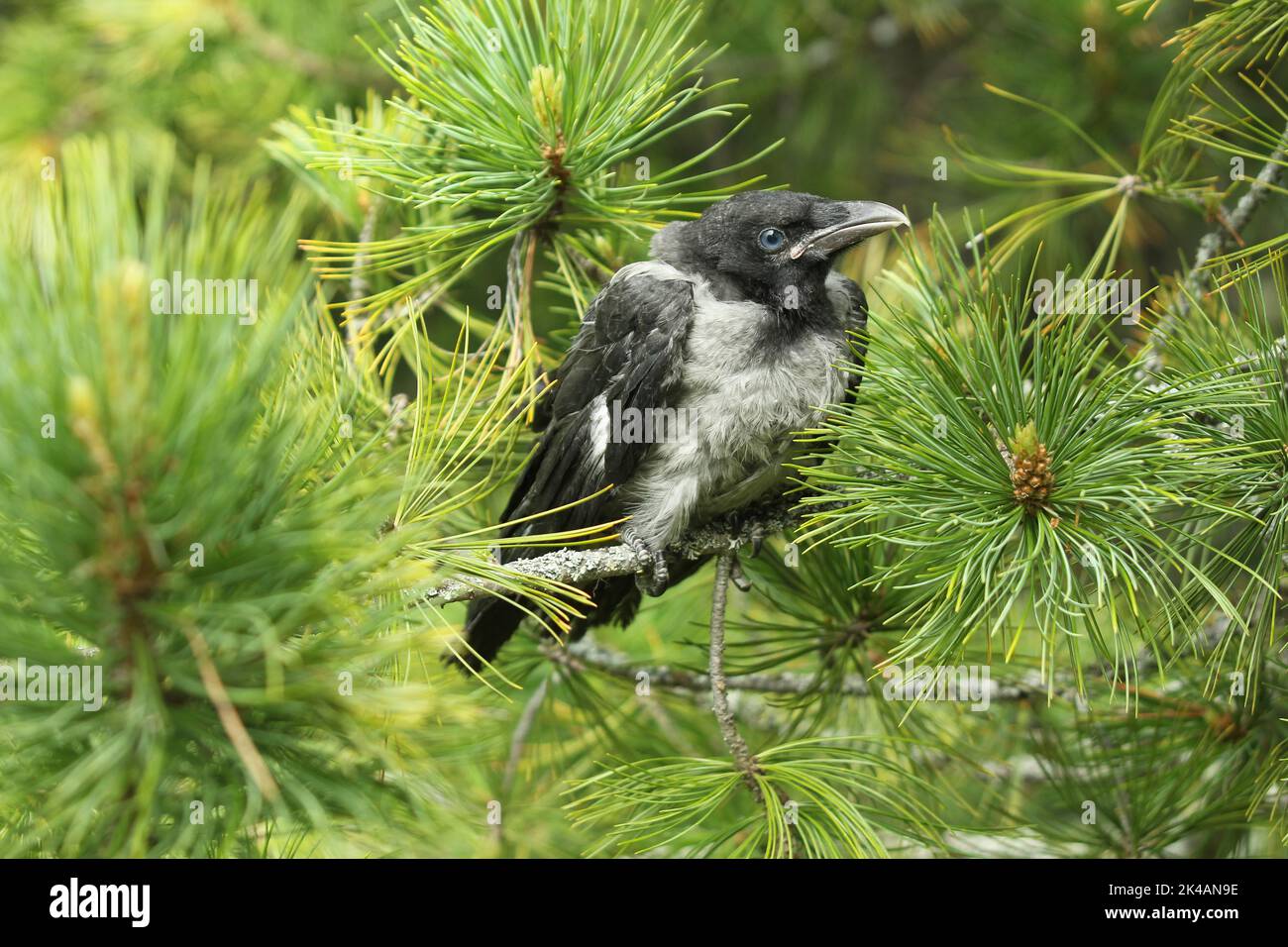 Crow à capuchon (Corvus cornix), jeune oiseau à part entière, Suède centrale, Suède, Scandinavie Banque D'Images