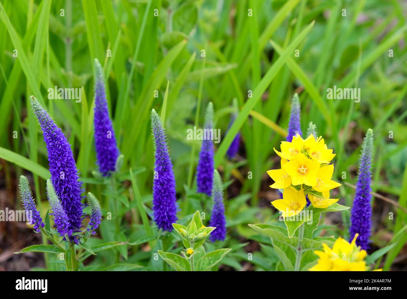 fleurs violettes en été Banque D'Images