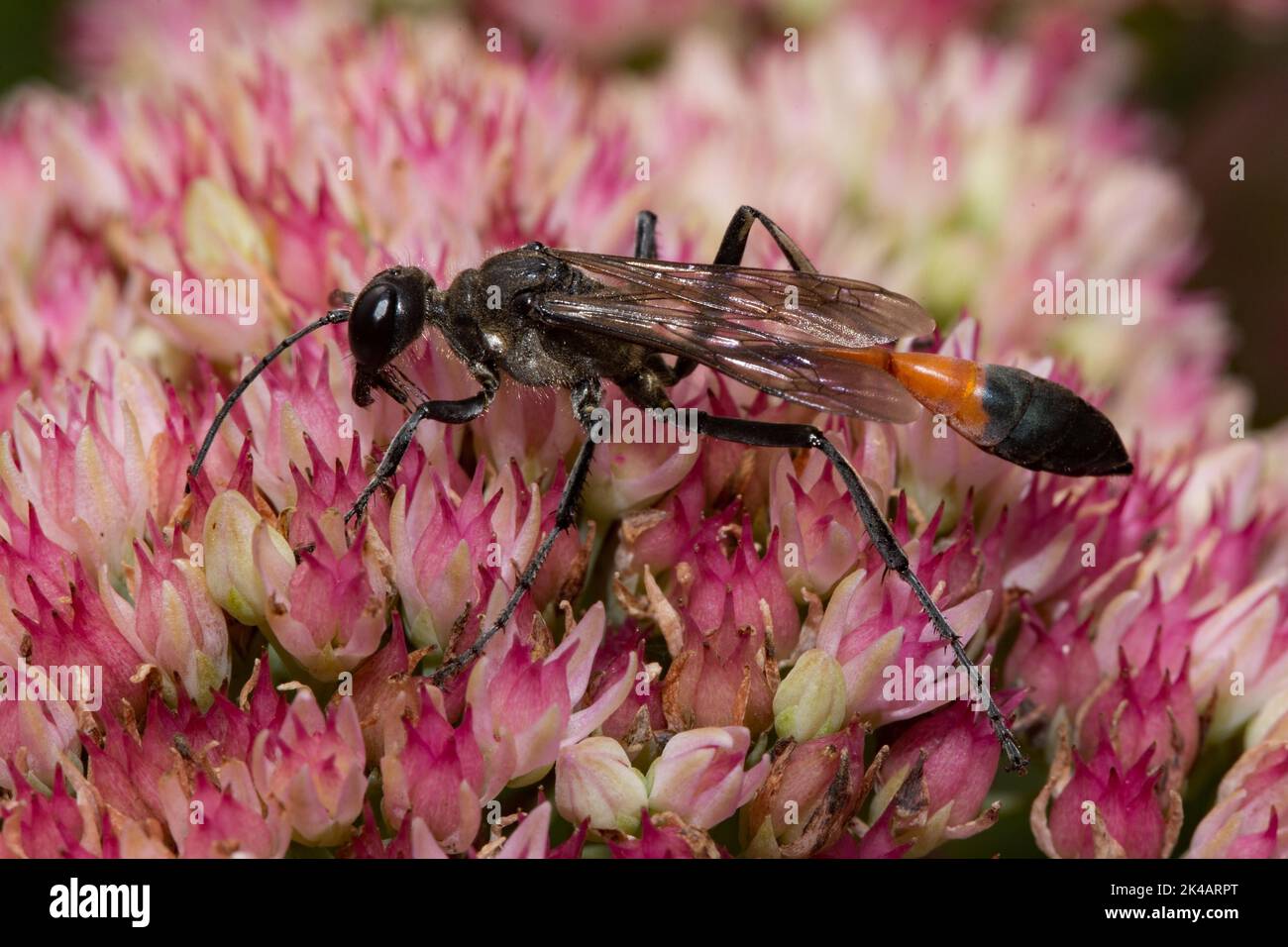 Guêpe de sable commune assise sur des fleurs rouges à gauche regardant Banque D'Images
