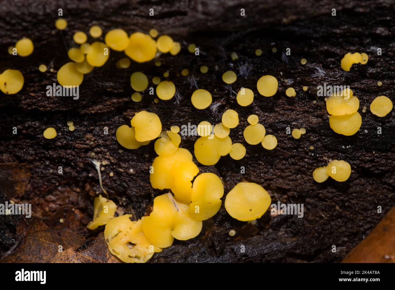 Bisporella citrina beaucoup de corps de fructification en forme de plaque jaune sur le tronc d'arbre Banque D'Images