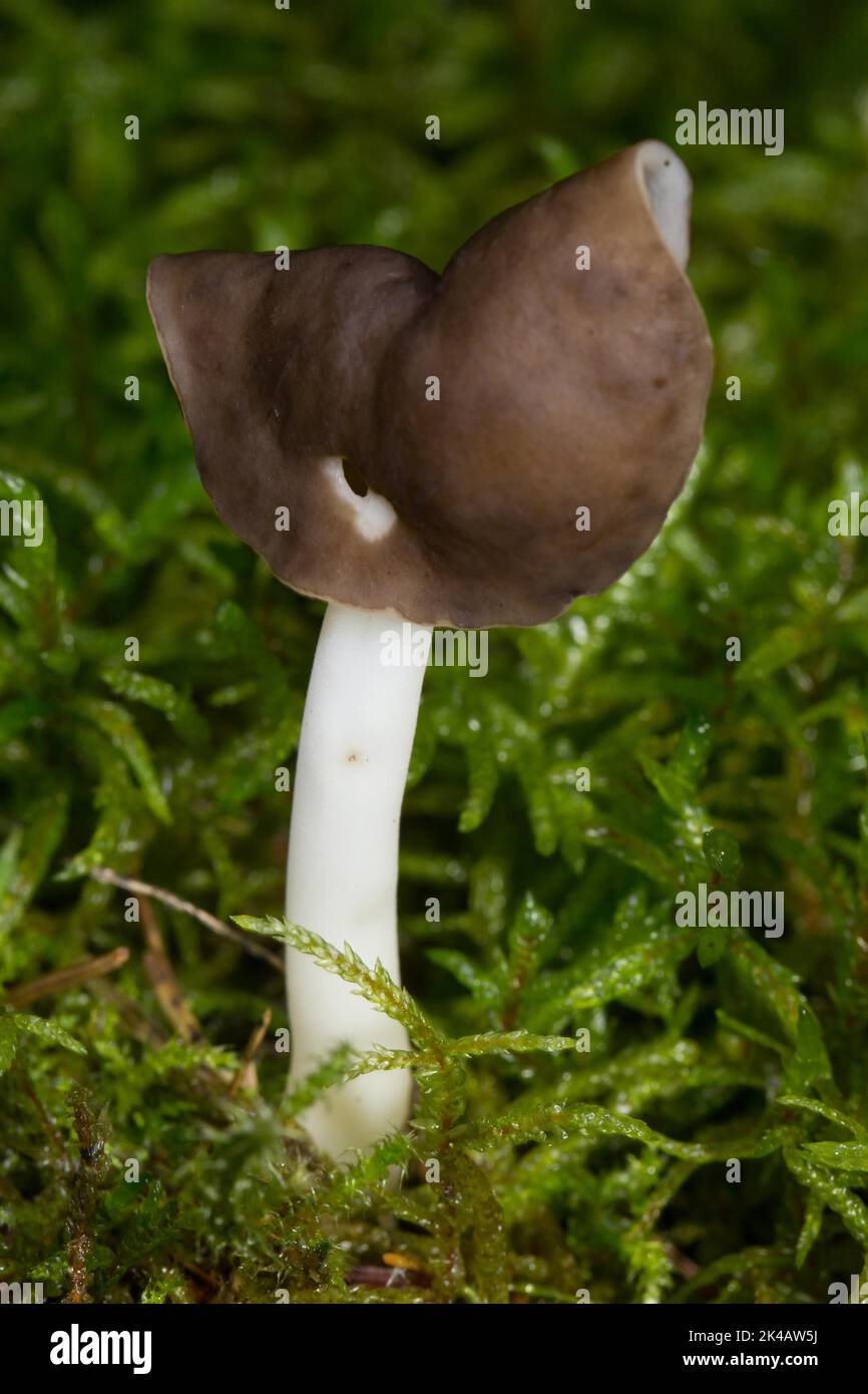 Corps de fructification marron en morel avec tige blanche et tête marron en forme de selle en mousse verte Banque D'Images