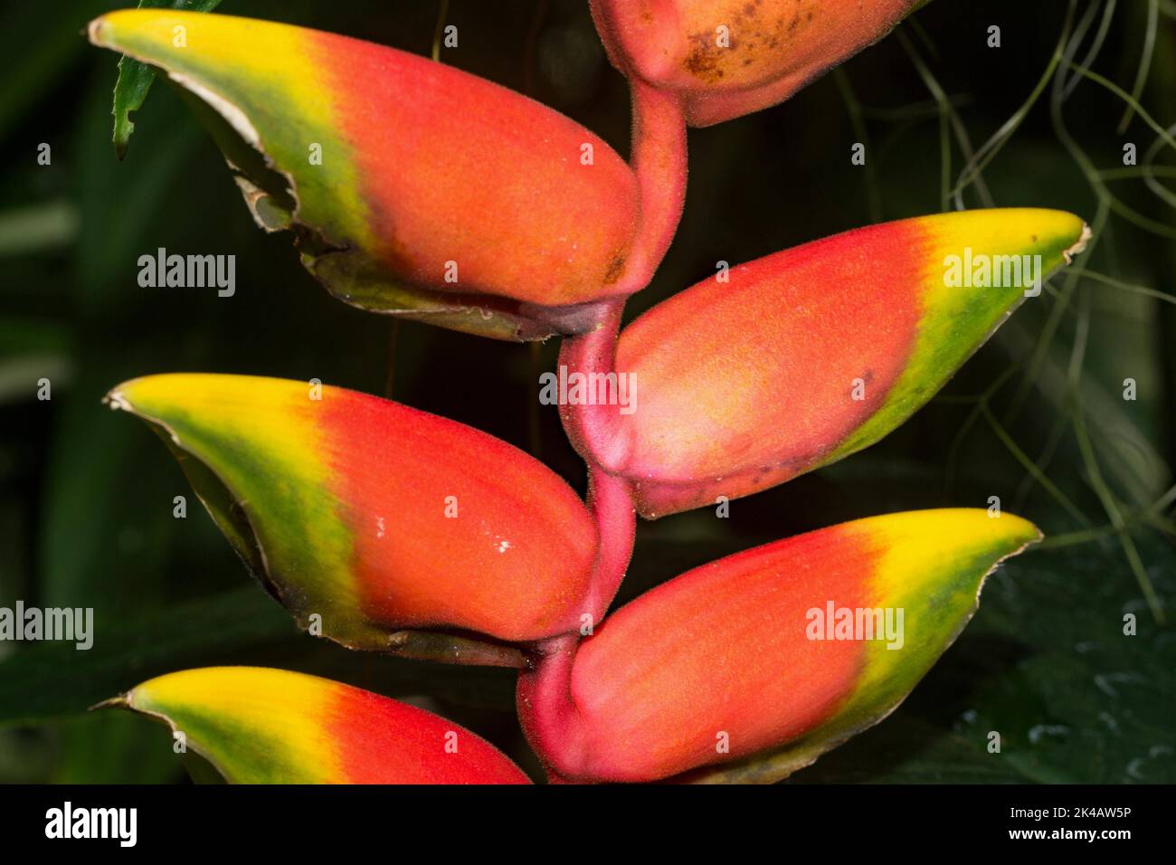Griffe de homard suspendue (héliconia), rouge, fausse fleur d'oiseau de paradis inflorescence avec des fleurs rouges-jaunes Banque D'Images