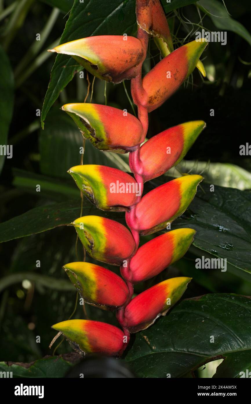 Griffe de homard suspendue (héliconia), rouge, fausse fleur d'oiseau de paradis inflorescence avec des fleurs rouges-jaunes Banque D'Images