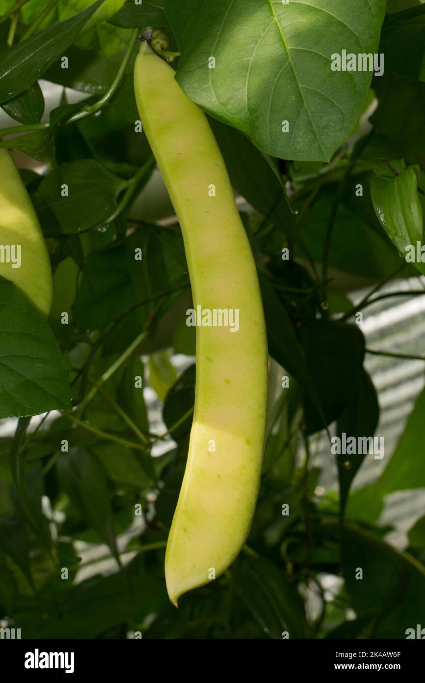 Feuilles de vert de haricot de Jack avec des fruits verts Banque D'Images