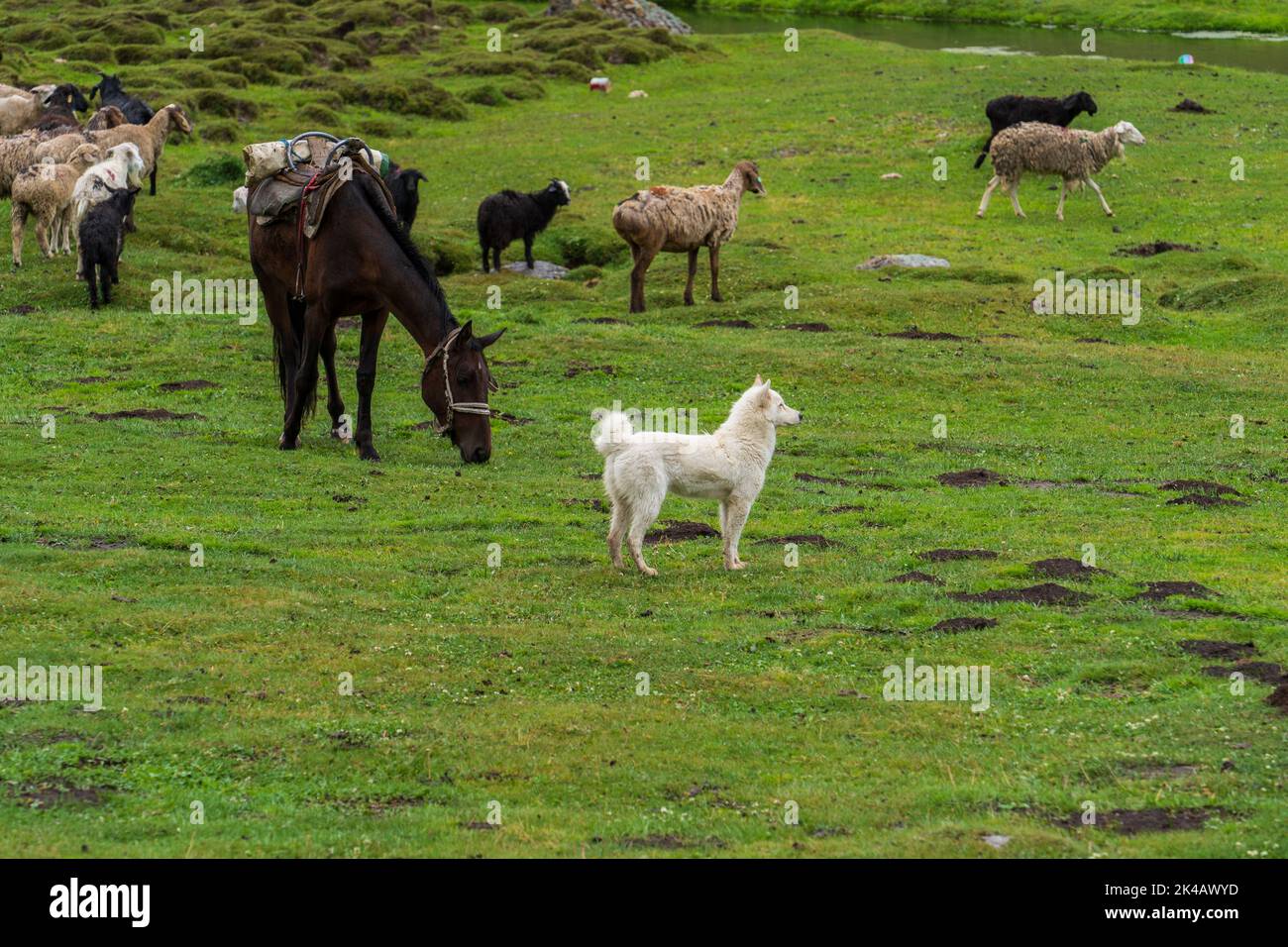 Chien et cheval bergers nomades kirghizes dans la vallée verdoyante de Karkyra, au Kirghizistan Banque D'Images