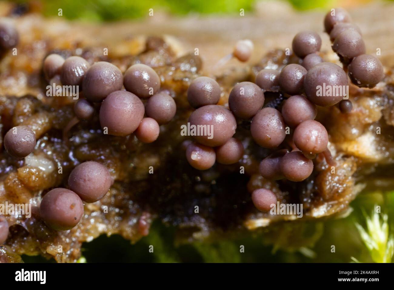 La lime à tête rouge moule certains corps de fructification avec des tiges rouges-brunes et des capuchons sphériques les uns à côté des autres sur le tronc de l'arbre Banque D'Images