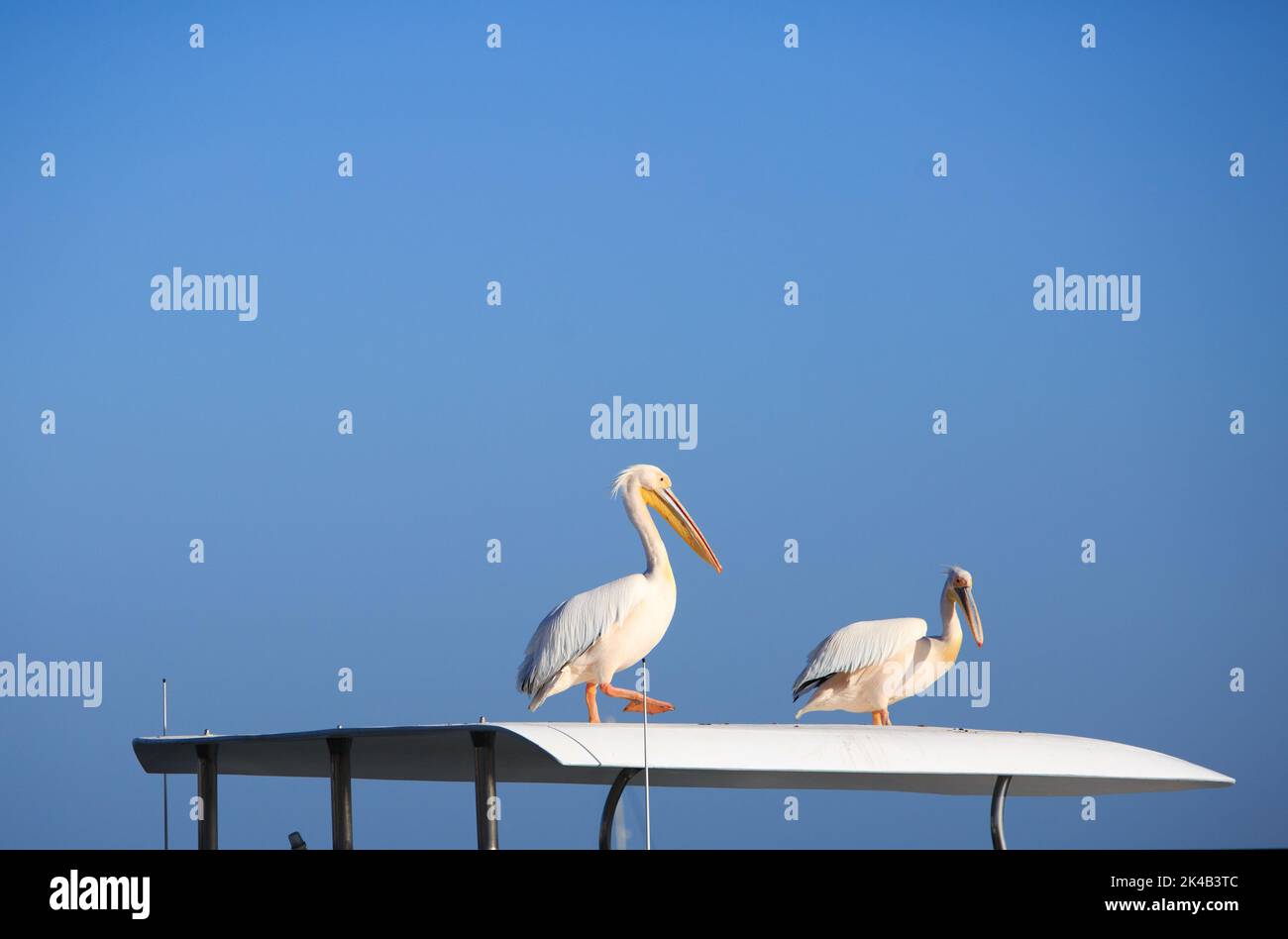 Pélicans (genre Pelecanus) reposant sur le toit d'un bateau amarré à Swakopmund, avec un ciel bleu clair et clair Banque D'Images