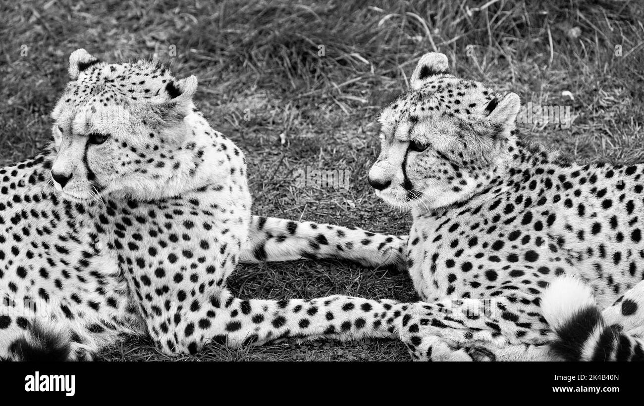 Deux cheetahs (Acinonyx jubatus) dans l'herbe, au repos, attentif, captif, photo noir et blanc Banque D'Images