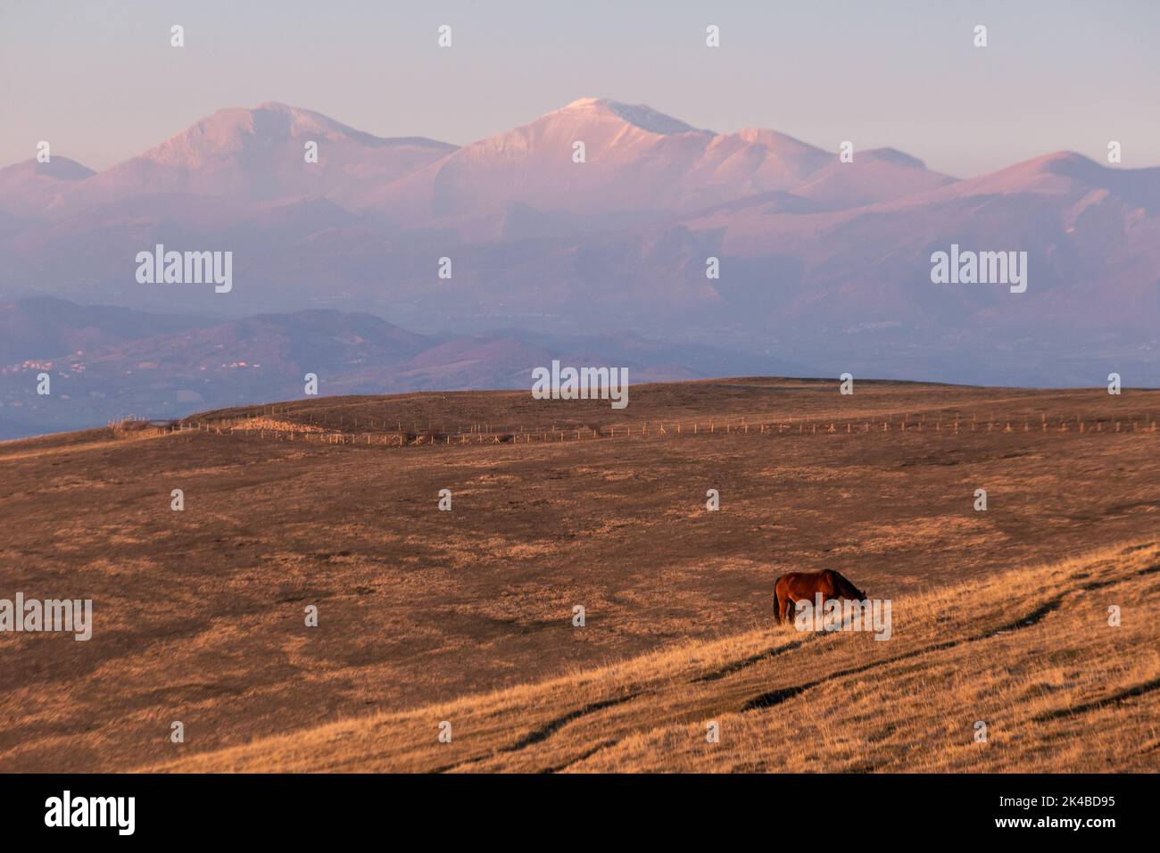 Des chevaux se pastant sur une montagne à l'heure d'or, avec la brume et les montagnes enneigées en arrière-plan Banque D'Images