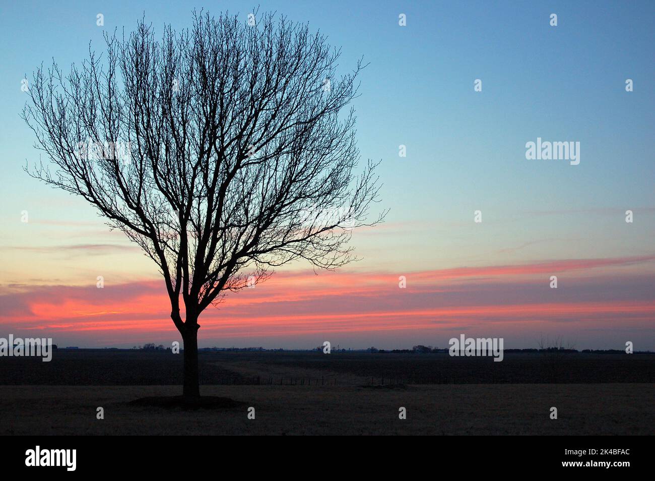 Un Lone Bare Tree au coucher du soleil au milieu pour un champ de ferme rural dans le Midwest américain Banque D'Images
