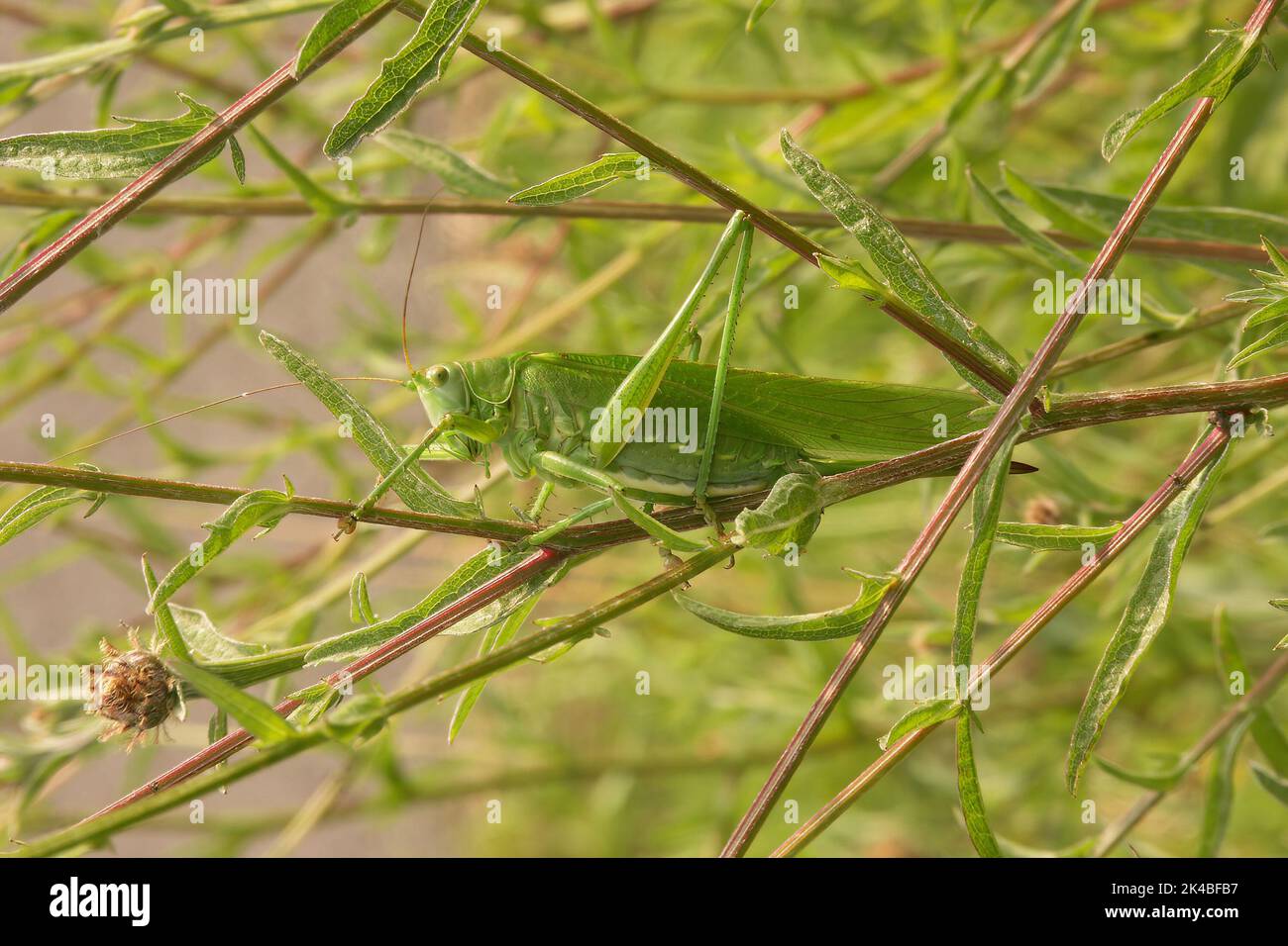 Gros plan naturel sur le grand buisson-cricket vert commun européen, Tetigonia viridissima assis dans la végétation Banque D'Images