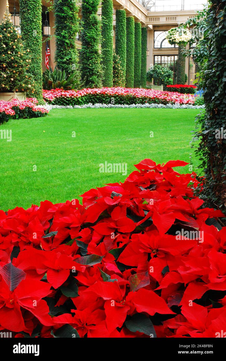 Holiday Pointsettias à Longwood Gardens, Pennsylvanie Banque D'Images