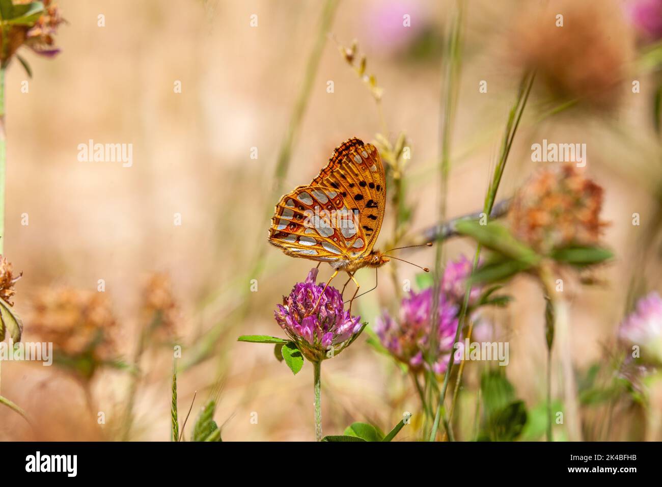Reine d'Espagne papillon Fritillaire Issoria lathonia dans la campagne espagnole est de l'Espagne Banque D'Images
