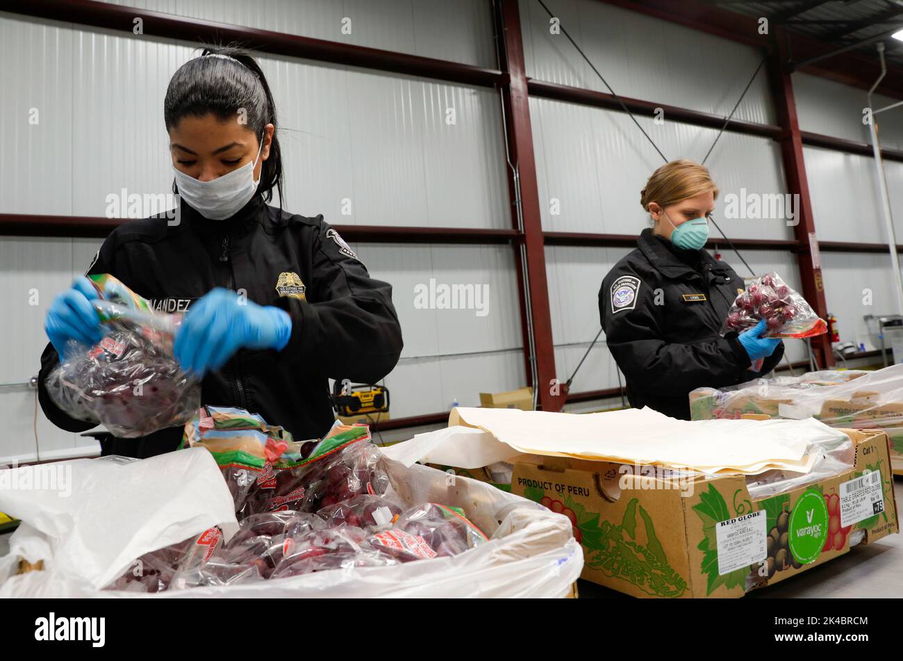 Bureau des douanes et de la protection des frontières des États-Unis des opérations sur le terrain des spécialistes agricoles inspectent les expéditions de fruits qui arrivent au port de Philadelphie, Pennsylvanie, 16 avril 2020. Photo CBP par Glenn Fawcett Banque D'Images