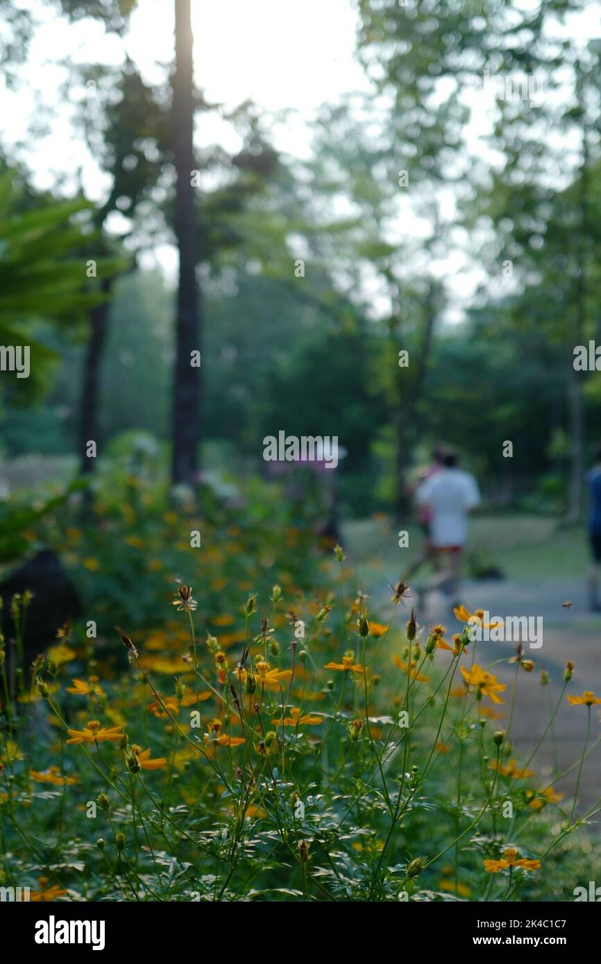 Un buisson de fleurs et des personnes marchant dans le parc sur le fond, vertical Banque D'Images
