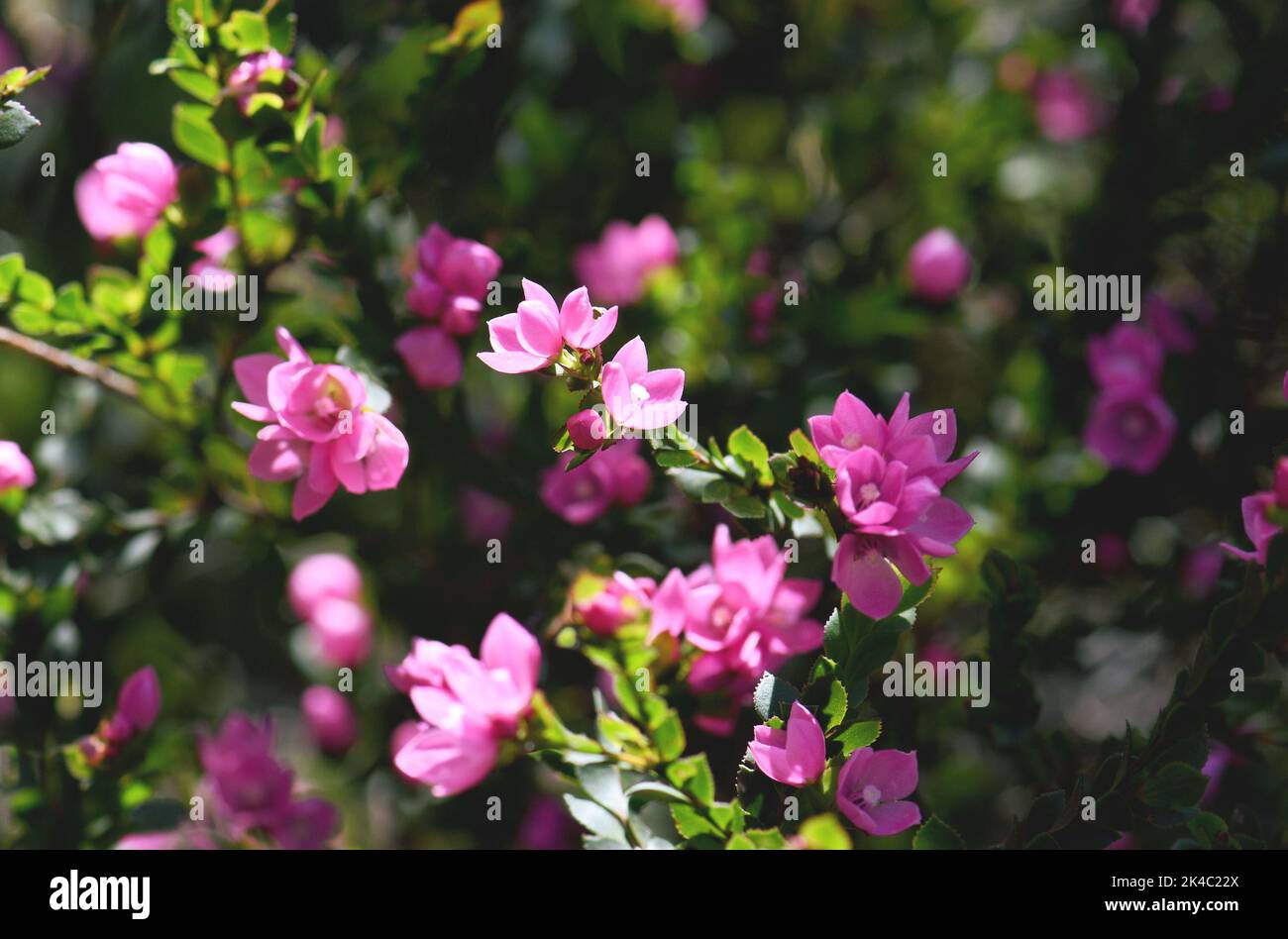 Gros plan des fleurs roses profondes de la famille des Rutaceae de la rose indigène australienne, Boronia serrulata, qui poussent dans la forêt sclérophylle sous le soleil Banque D'Images