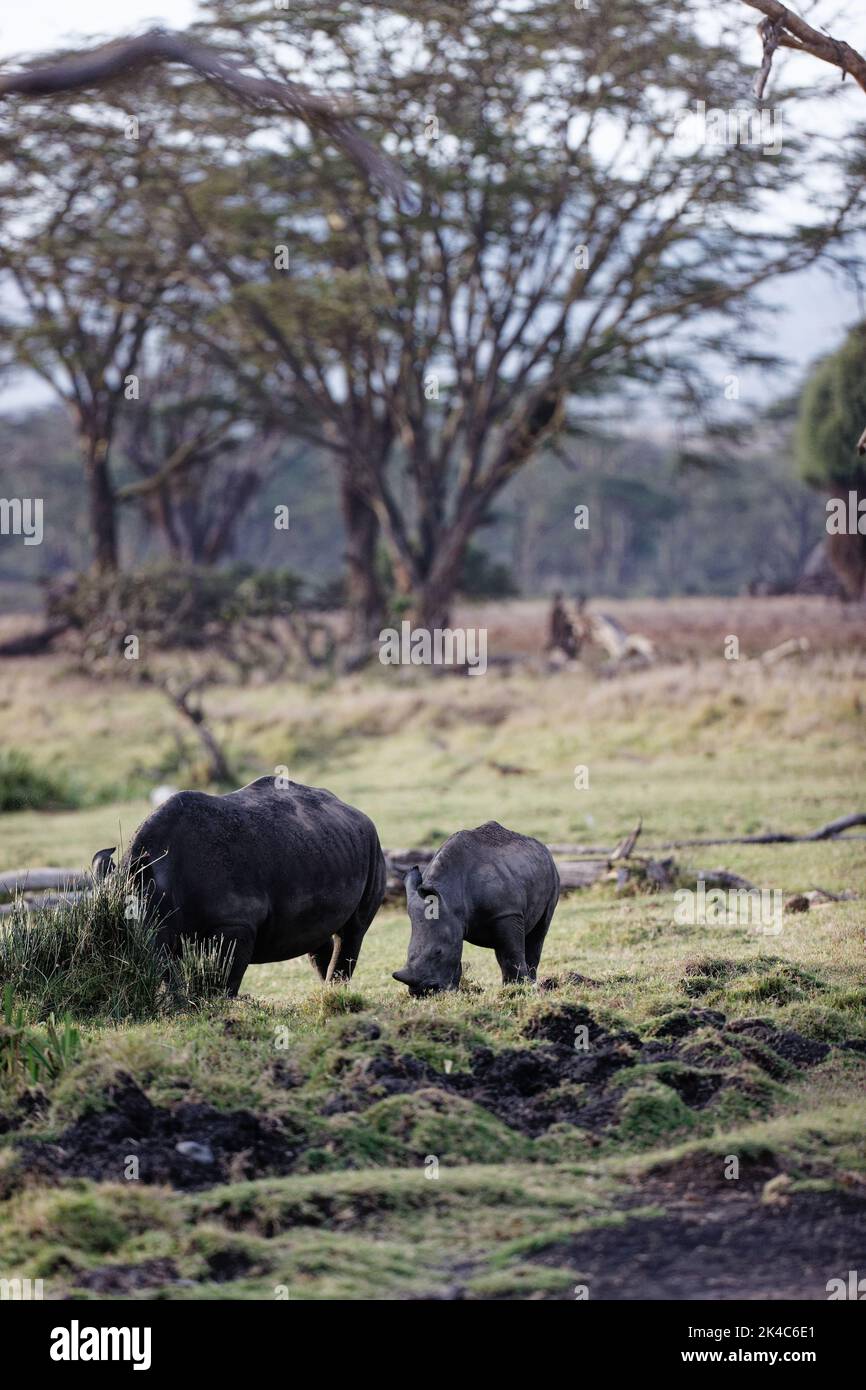 Un rhinocéros blanc qui broutage avec son veau dans la prairie de Lewa Wildlife Conservancy, Kenya. Tir vertical Banque D'Images