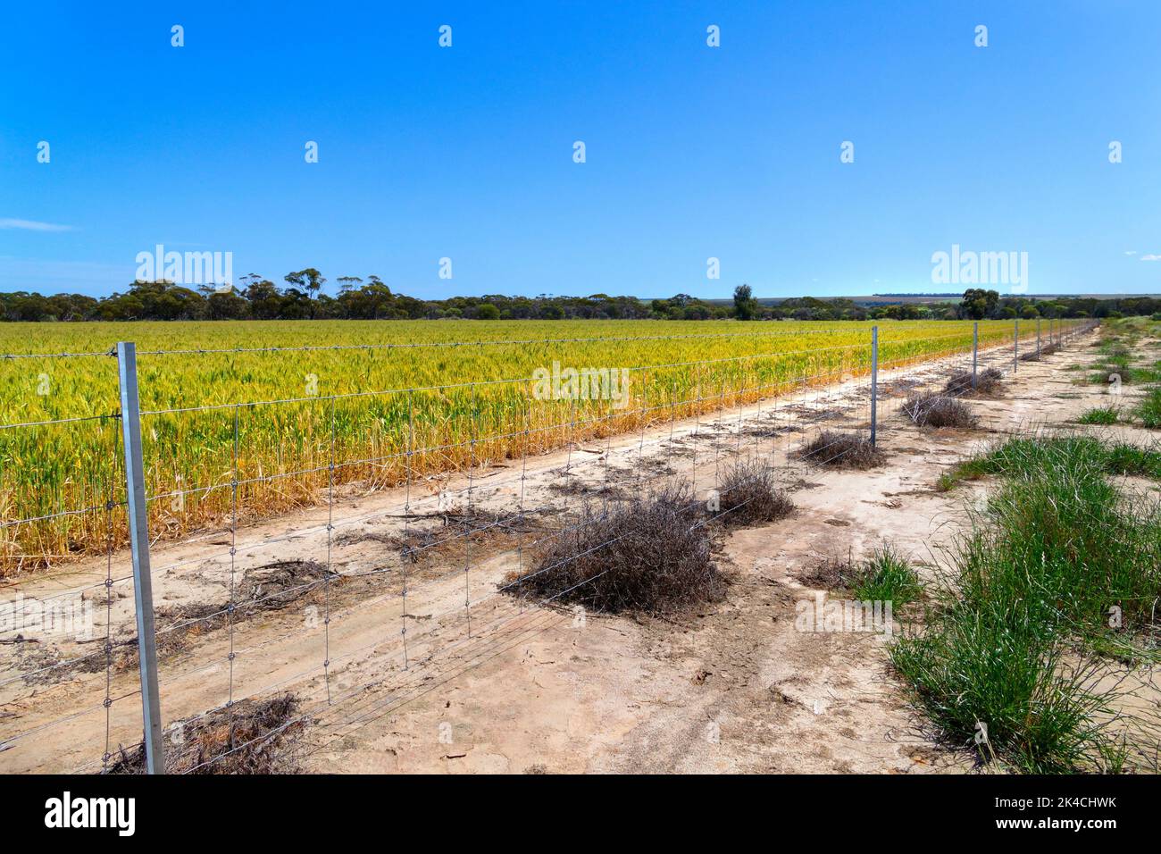 Récolte de céréales et clôture, Wongan Hills, Australie occidentale Banque D'Images