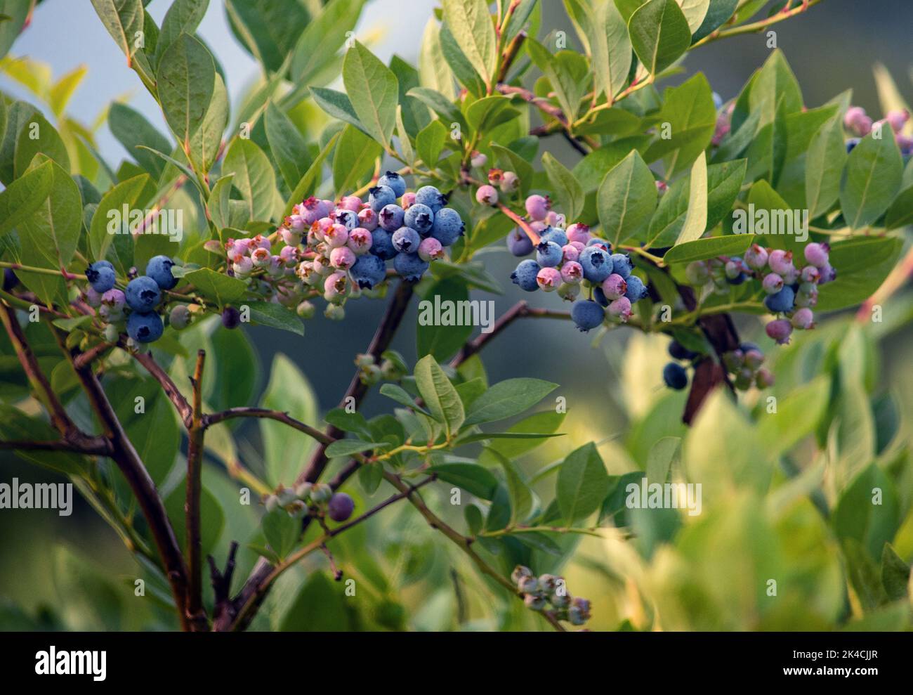 Des touffes de bleuets mûrissent sur des buissons dans cette ferme fruitière locale du Michigan aux États-Unis Banque D'Images