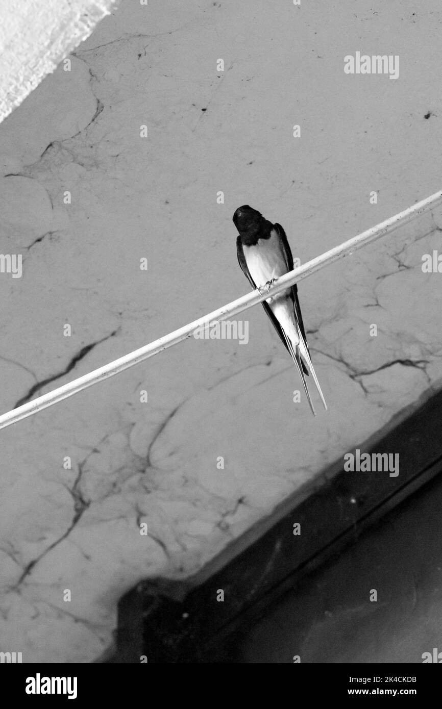 Un hirondelle de grange, perché sur un fil électrique dans une zone urbaine du nord de la Macédoine, se reposant. Un petit oiseau mince avec une longue queue. Banque D'Images