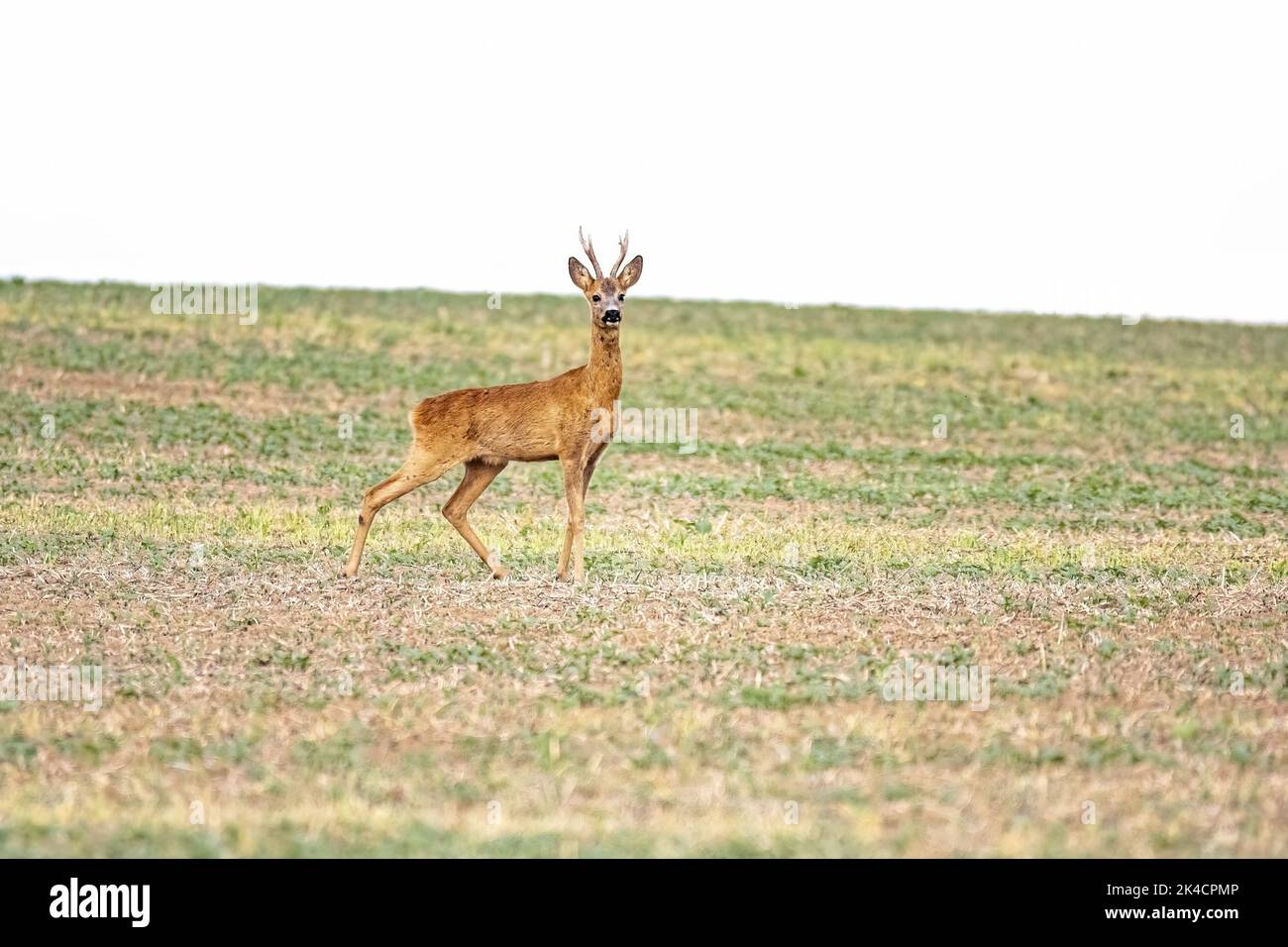 Foyer latéral sélectif d'un cerf de Virginie debout dans le champ et regardant côté avec un arrière-plan flou Banque D'Images