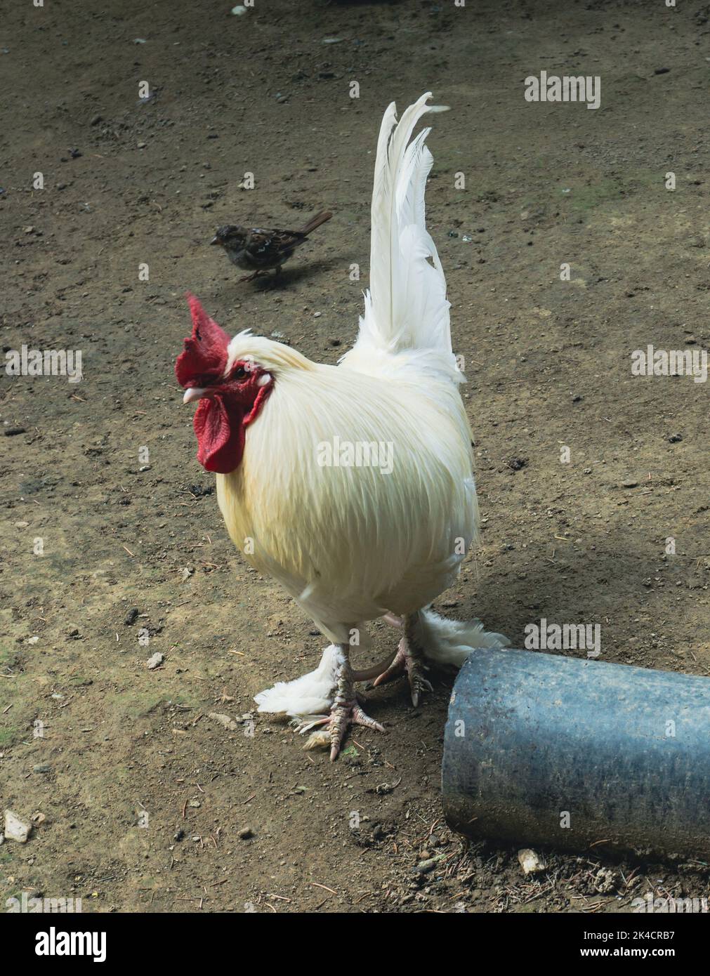Un gros plan vertical d'un coq de leghorn marchant sur l'asphalte Banque D'Images