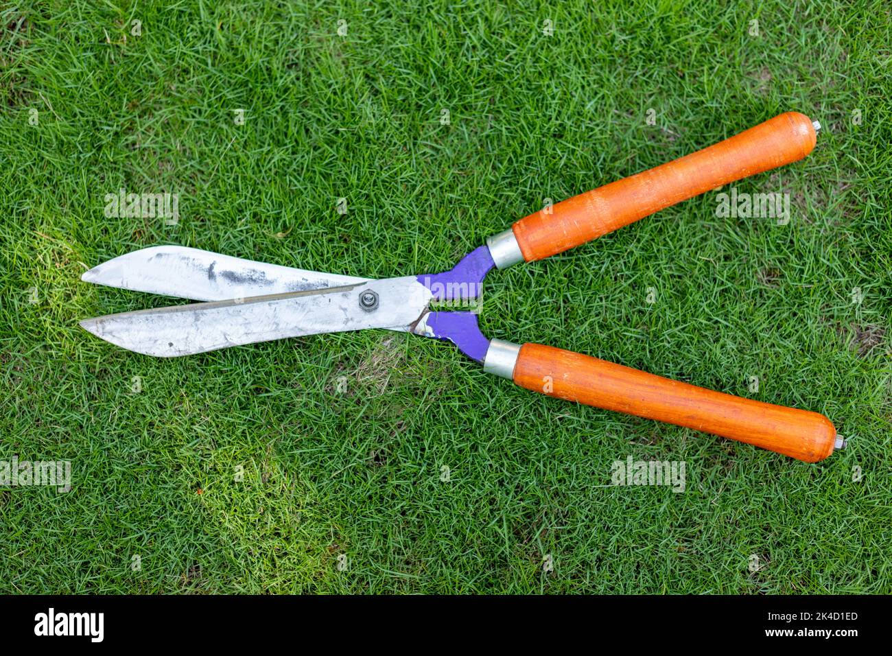 Taille-haies avec une herbe en arrière-plan Banque D'Images
