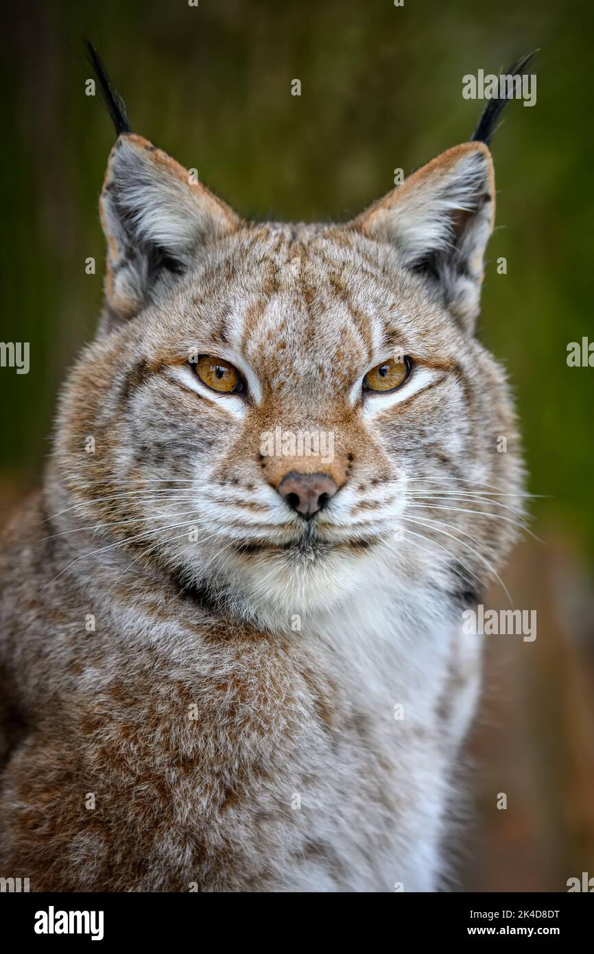 Portrait de Lynx en été. Scène sauvage de la nature. Animal sauvage dans l'habitat naturel Banque D'Images